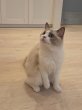 画像8: 《2F猫カフェ在籍》　2024年4月10日生まれ ラグドール女の子 (8)