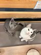 画像4: 《2F猫カフェ在籍》　2024年6月3日生まれ ロシアンブルー男の子 (4)