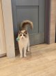 画像3: 《2F猫カフェ在籍》　2024年4月10日生まれ ラグドール女の子 (3)