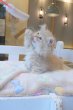 画像10: 《1F子猫部屋在籍》　2025年3月29日生まれ ミヌエット短足　男の子 (10)