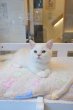 画像4: 《1F子猫部屋在籍》　2025年3月14日生まれ ミヌエット短足　男の子 (4)