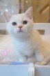 画像5: 《1F子猫部屋在籍》　2025年3月14日生まれ ミヌエット短足　男の子 (5)