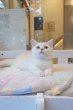 画像3: 《1F子猫部屋在籍》　2025年3月14日生まれ ミヌエット短足　男の子 (3)
