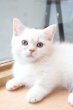 画像6: 《1F子猫部屋在籍》　2025年3月14日生まれ ミヌエット短足　男の子 (6)