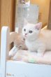 画像9: 《1F子猫部屋在籍》　2025年3月14日生まれ ミヌエット短足　男の子 (9)