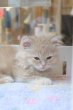画像6: 《1F子猫部屋在籍》　2025年3月29日生まれ ミヌエット短足　男の子 (6)