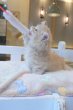 画像9: 《1F子猫部屋在籍》　2025年3月29日生まれ ミヌエット短足　男の子 (9)