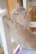 画像7: 《1F子猫部屋在籍》　2025年3月29日生まれ ミヌエット短足　男の子 (7)